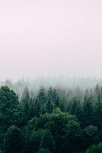 Skogens analoga belöning