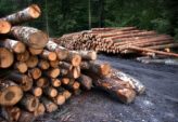 Trädfällning i Jönköping: En balans mellan natur och säkerhet