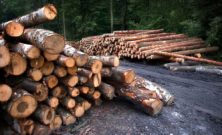 Trädfällning i Jönköping: En balans mellan natur och säkerhet