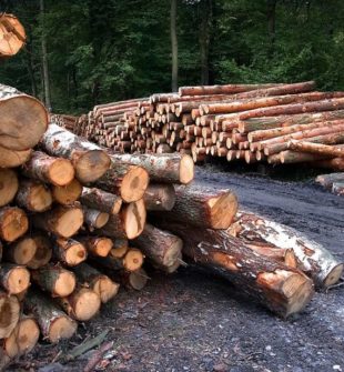 Trädfällning i Jönköping: En balans mellan natur och säkerhet