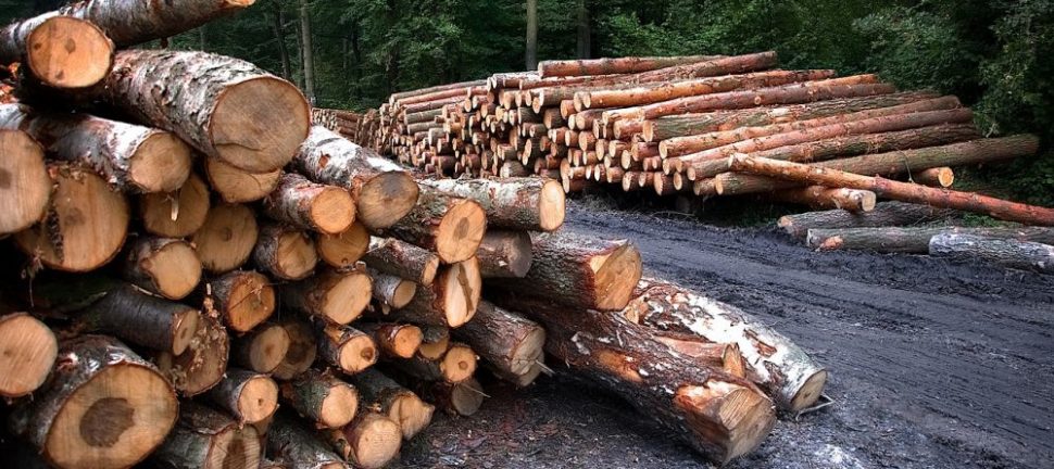 Trädfällning i Jönköping: En balans mellan natur och säkerhet