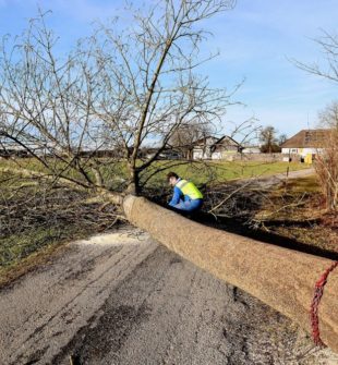 Att anlita experter för trädfällning i Trollhättan