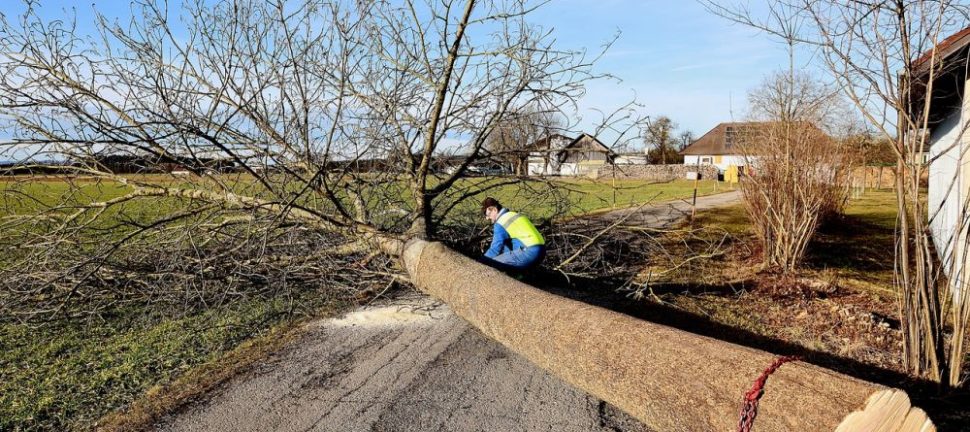 Att anlita experter för trädfällning i Trollhättan