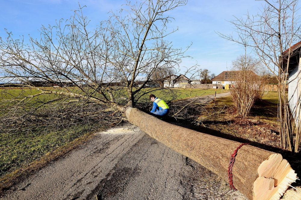 Att anlita experter för trädfällning i Trollhättan