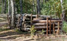 Stubbfräsning i Kalmar: så fungerar det och därför lönar det sig