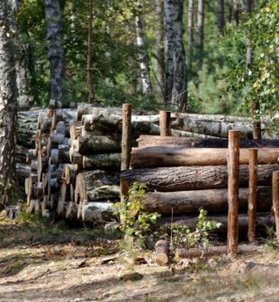 Stubbfräsning i Kalmar: så fungerar det och därför lönar det sig