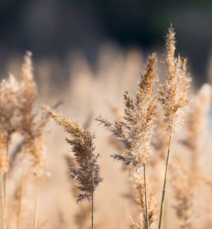 Vassklippning: En effektiv lösning för vattenmiljöer