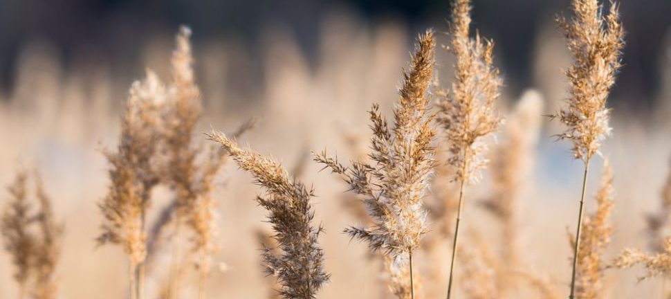 Vassklippning: En effektiv lösning för vattenmiljöer