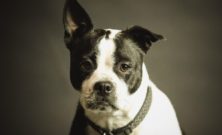 Lugnande halsband för hund - hur fungerar de och när kan de hjälpa?