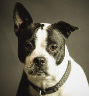 Lugnande halsband för hund - hur fungerar de och när kan de hjälpa?