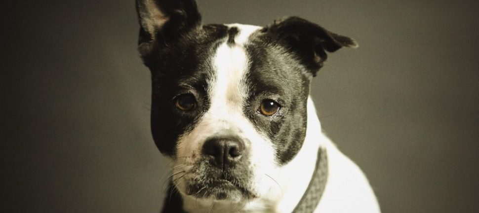 Lugnande halsband för hund - hur fungerar de och när kan de hjälpa?