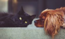 Avlivning hund  ett svårt beslut med omsorg i fokus