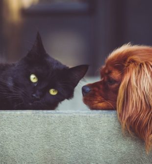 Avlivning hund  ett svårt beslut med omsorg i fokus