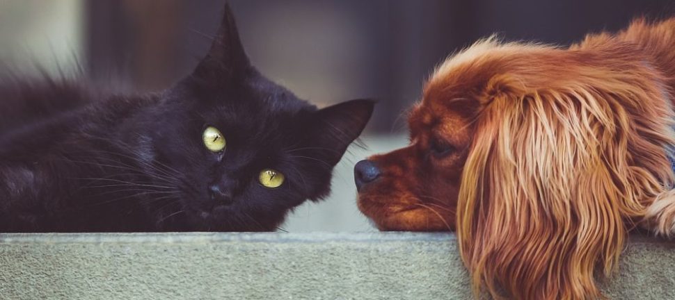 Avlivning hund  ett svårt beslut med omsorg i fokus