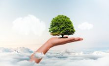 Arborist stockholm  professionell trädvård för säkra och friska träd