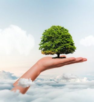 Arborist stockholm  professionell trädvård för säkra och friska träd