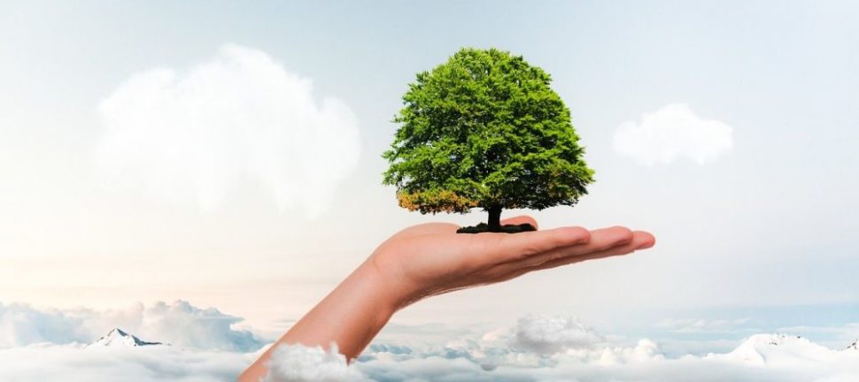 Arborist stockholm  professionell trädvård för säkra och friska träd